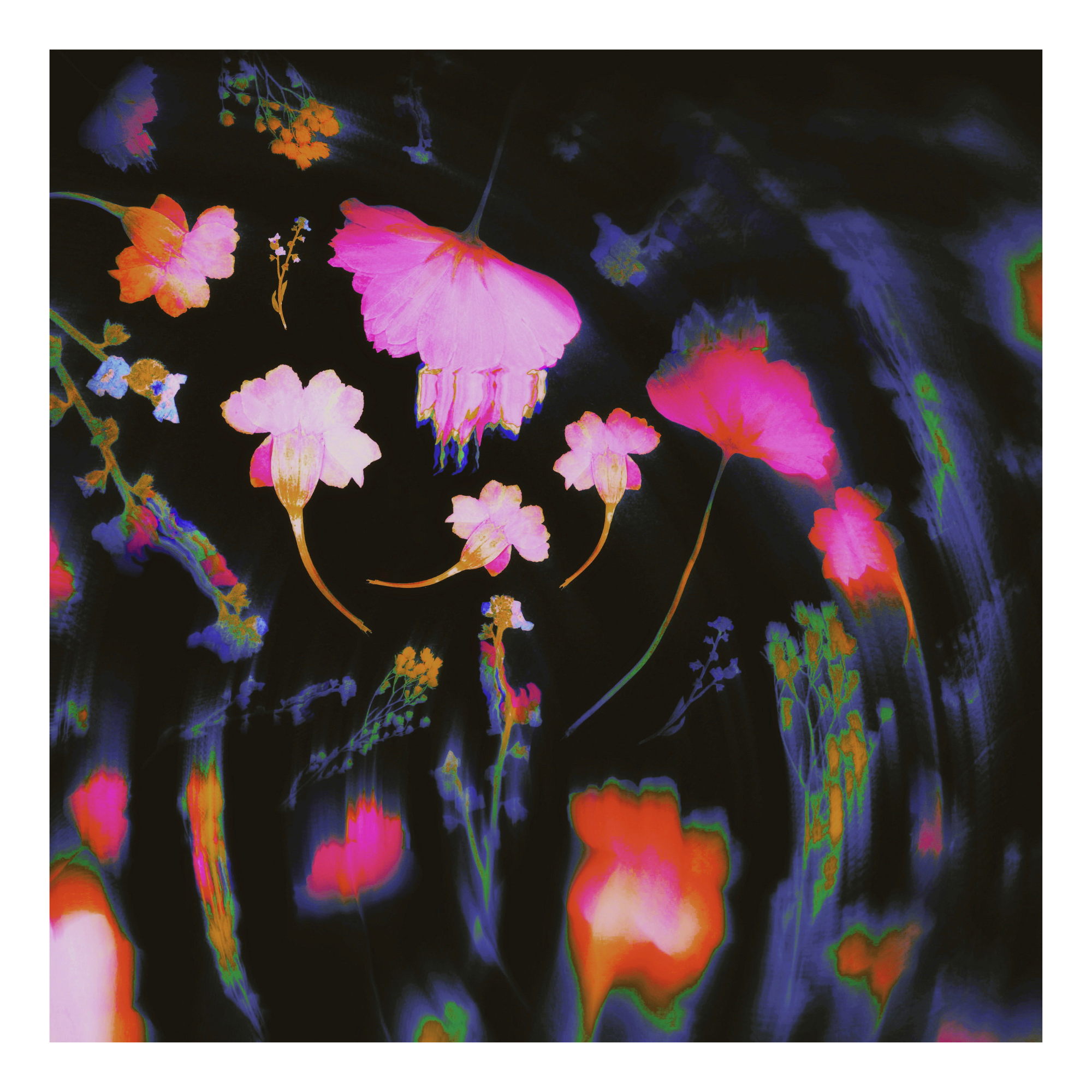 Colorful pink and blue multicolor floral pattern with motion blur on a black background