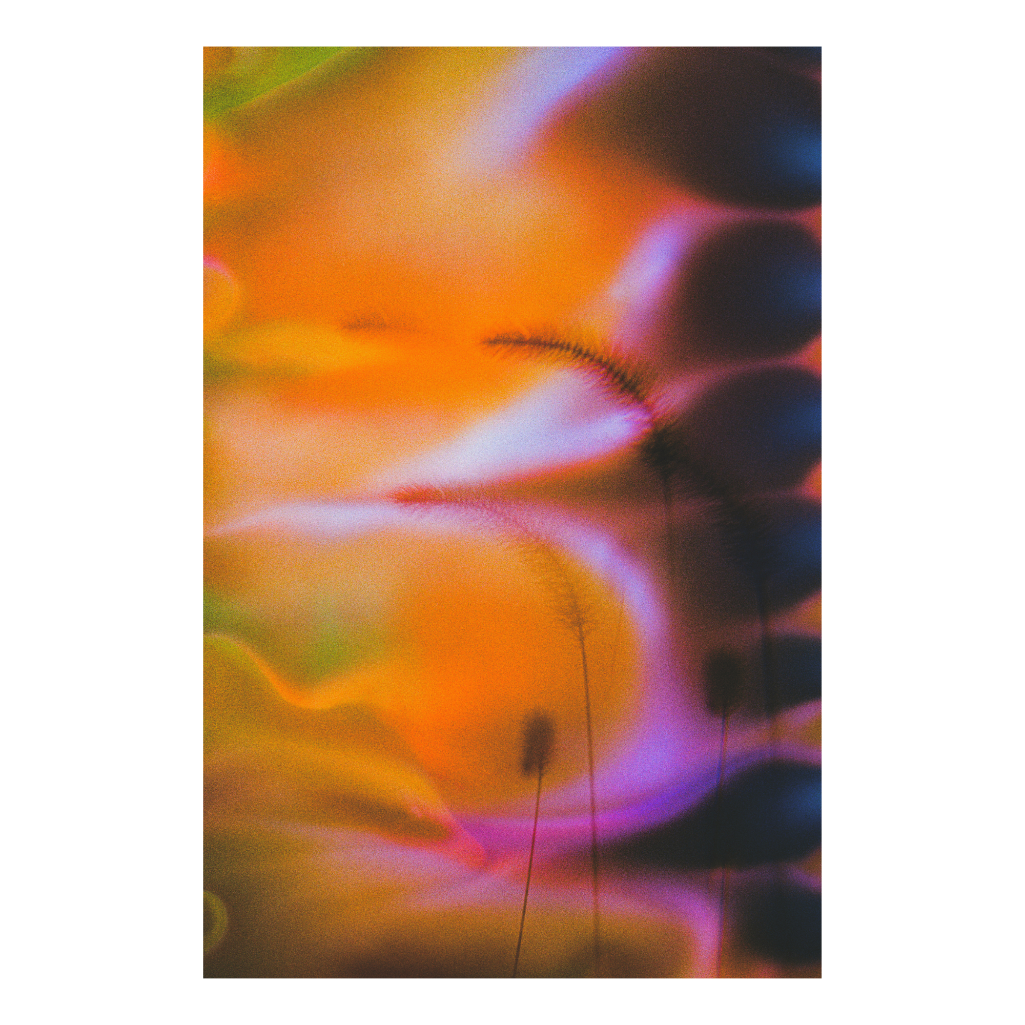 Plants against an abstract, trippy orange and pink background