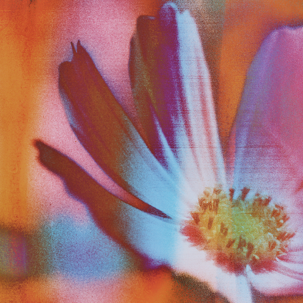 A close-up artistic photograph of a flower with soft, painterly color treatment in orange, pink, blue, and yellow tones.