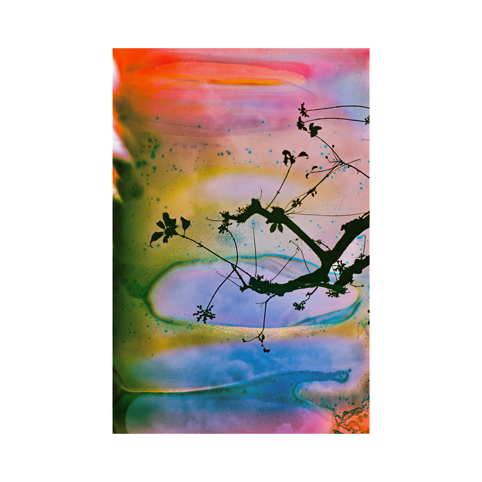 Branches In A Painted Sky