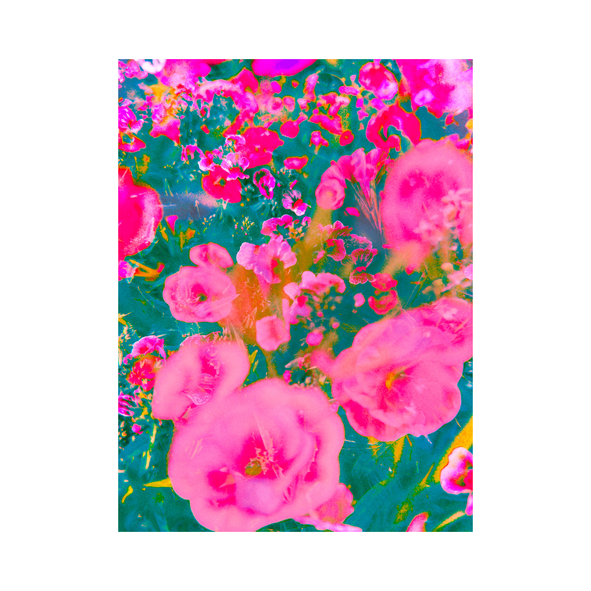 Blooming Impressions