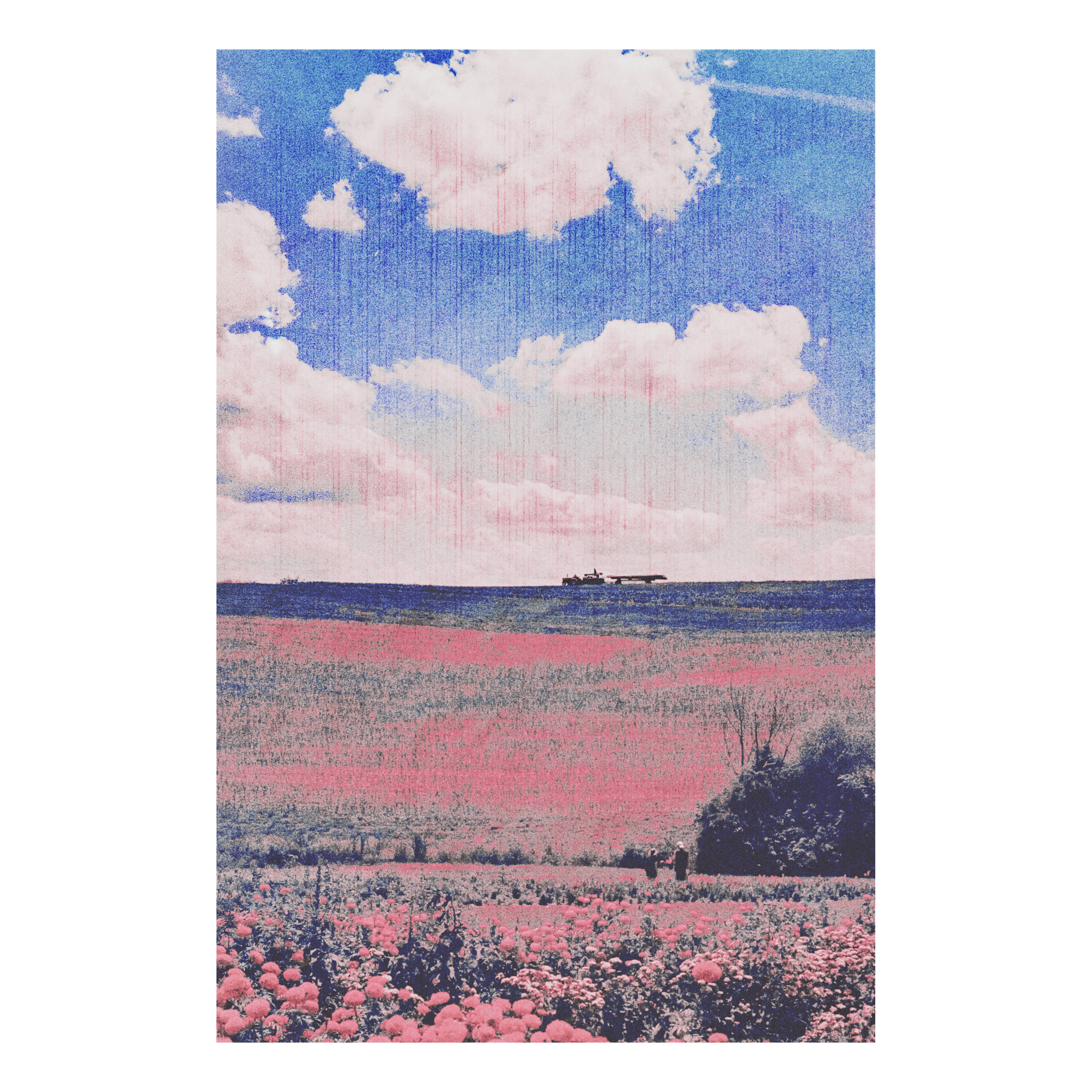 A pink flower field beneath a blue sky
