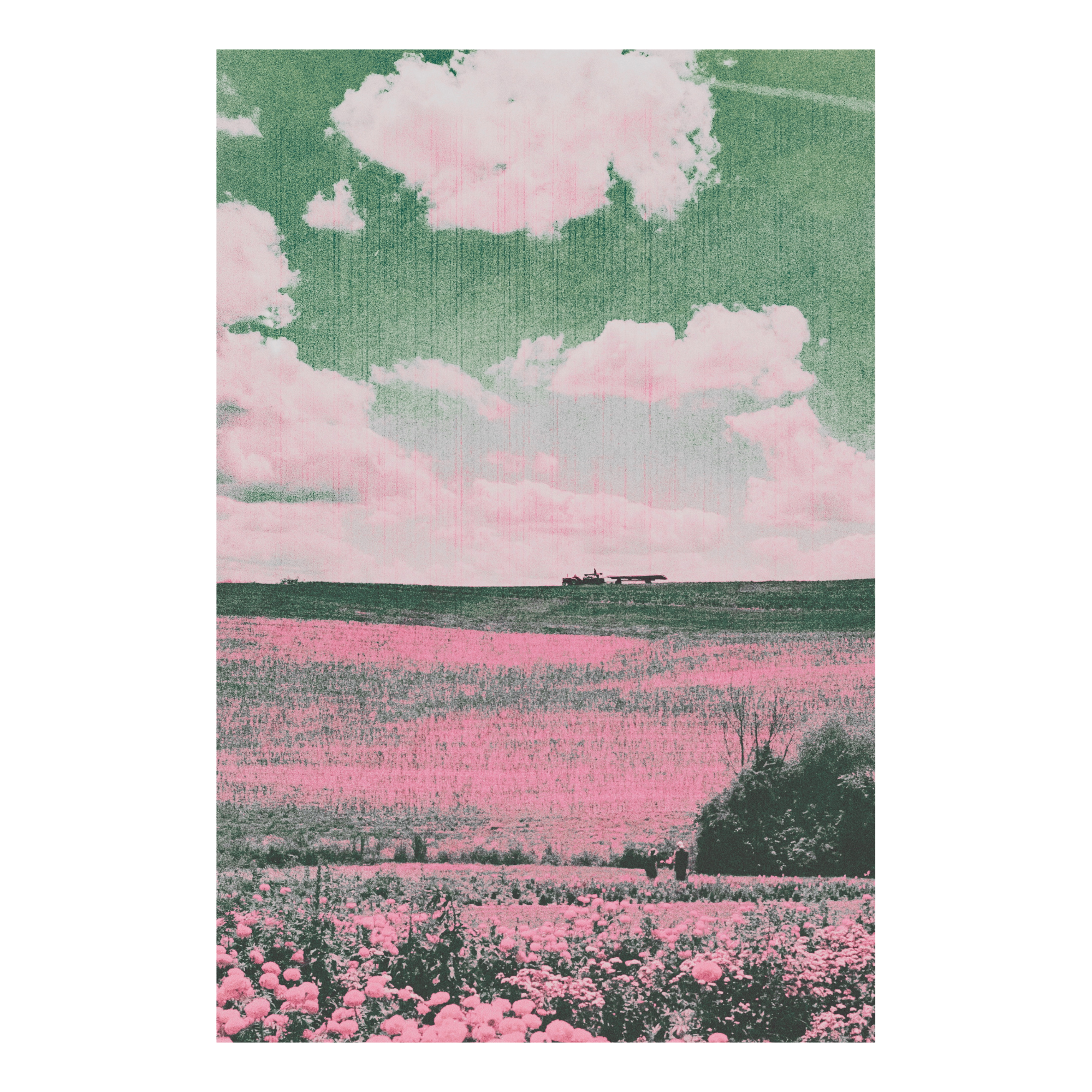 A pink flower field beneath a green sky