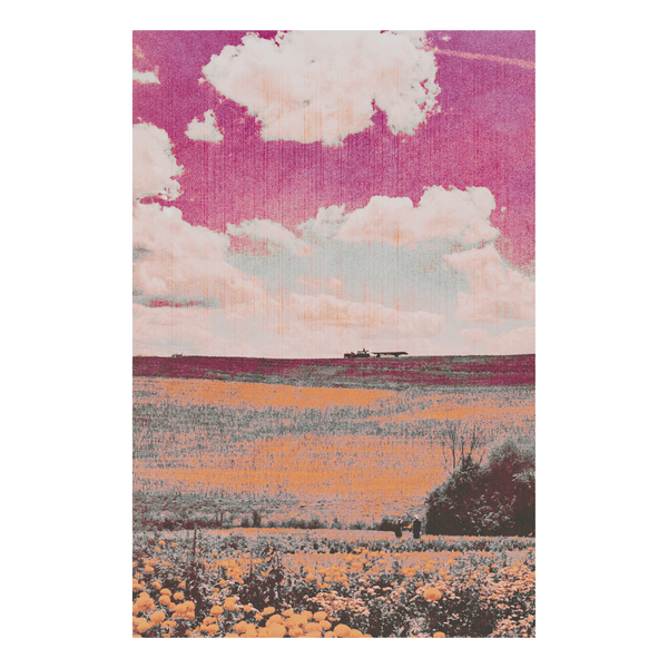An ochre flower field beneath a pink sky