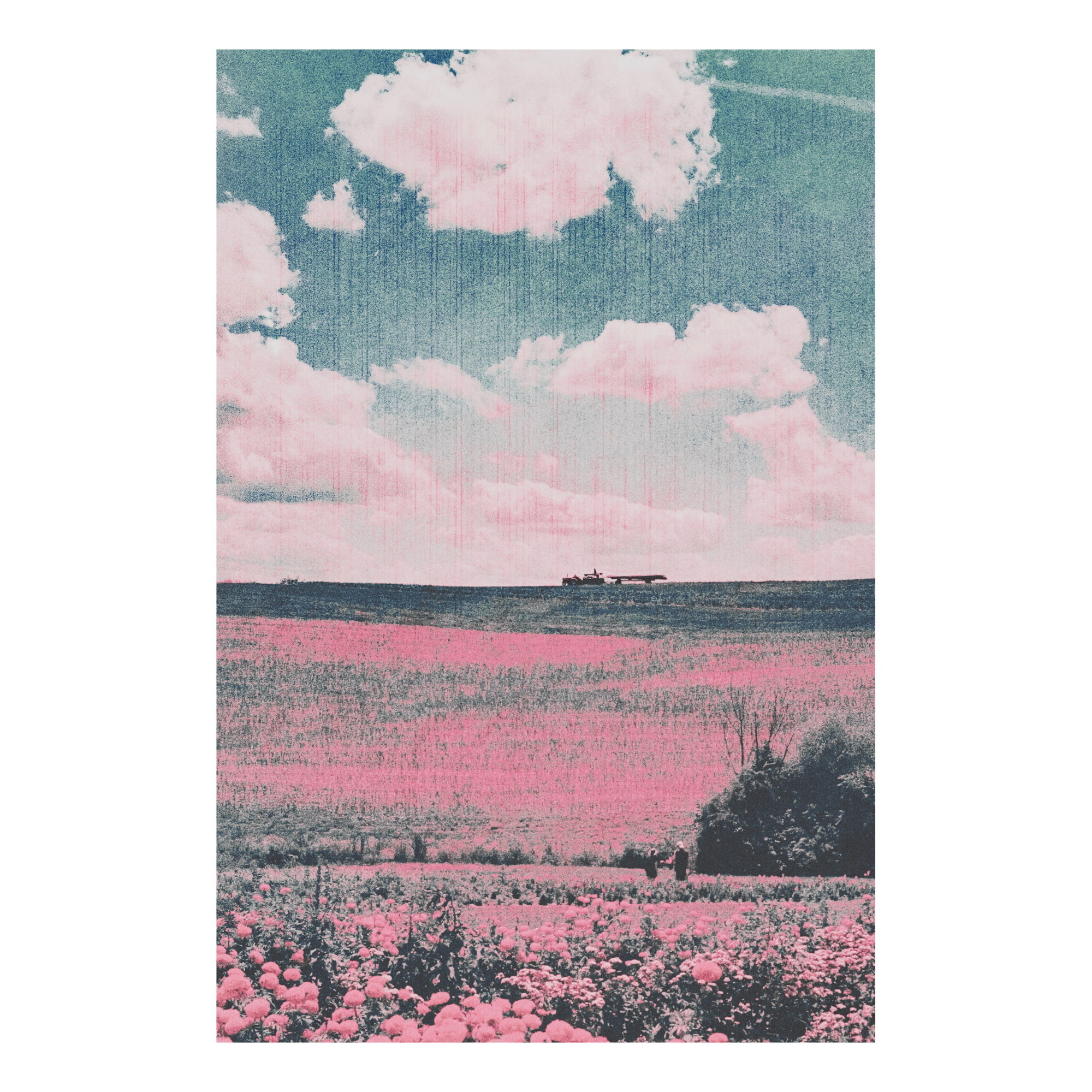A pink flower field beneath a teal sky