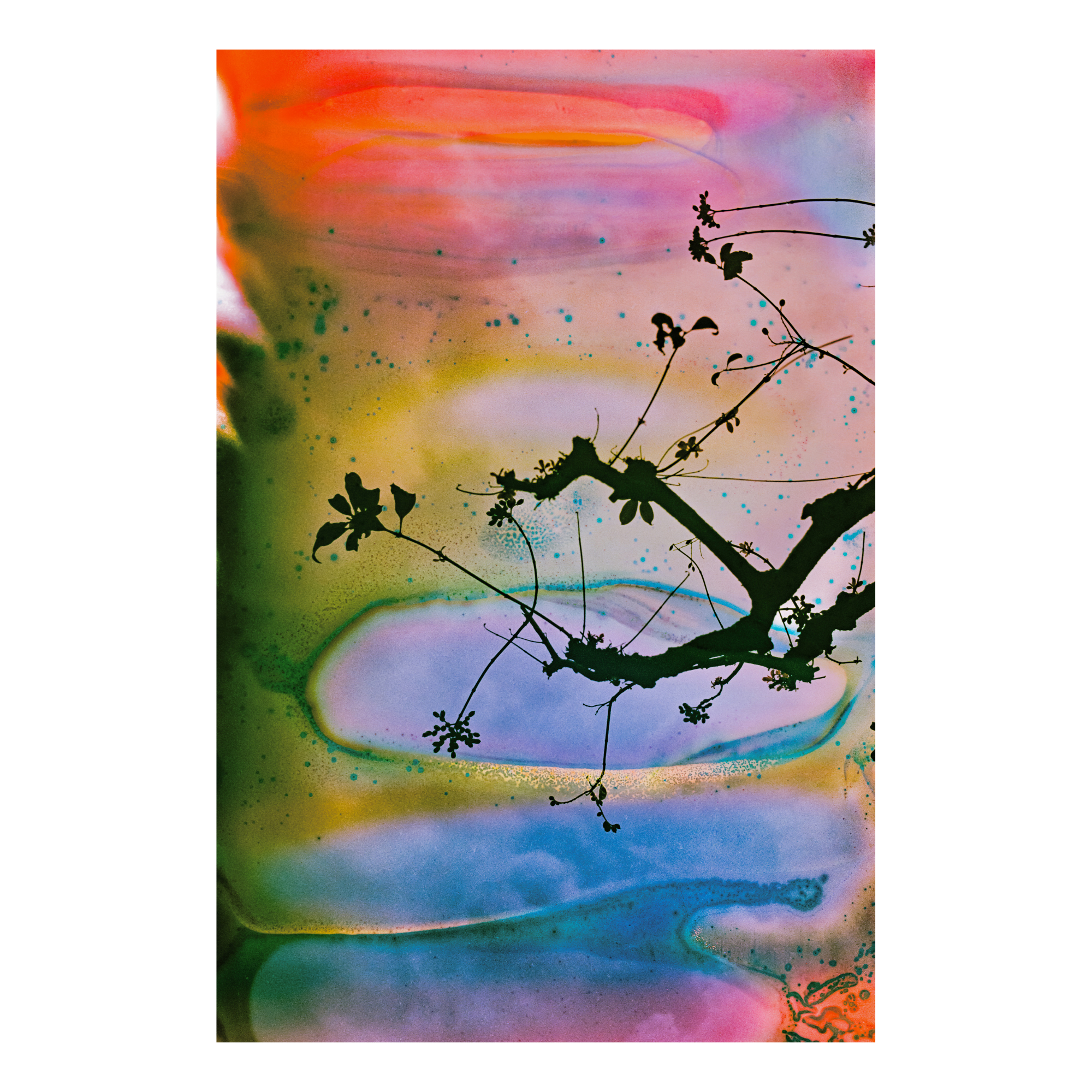 A black silhouette of tree branches against a multicolor abstract background