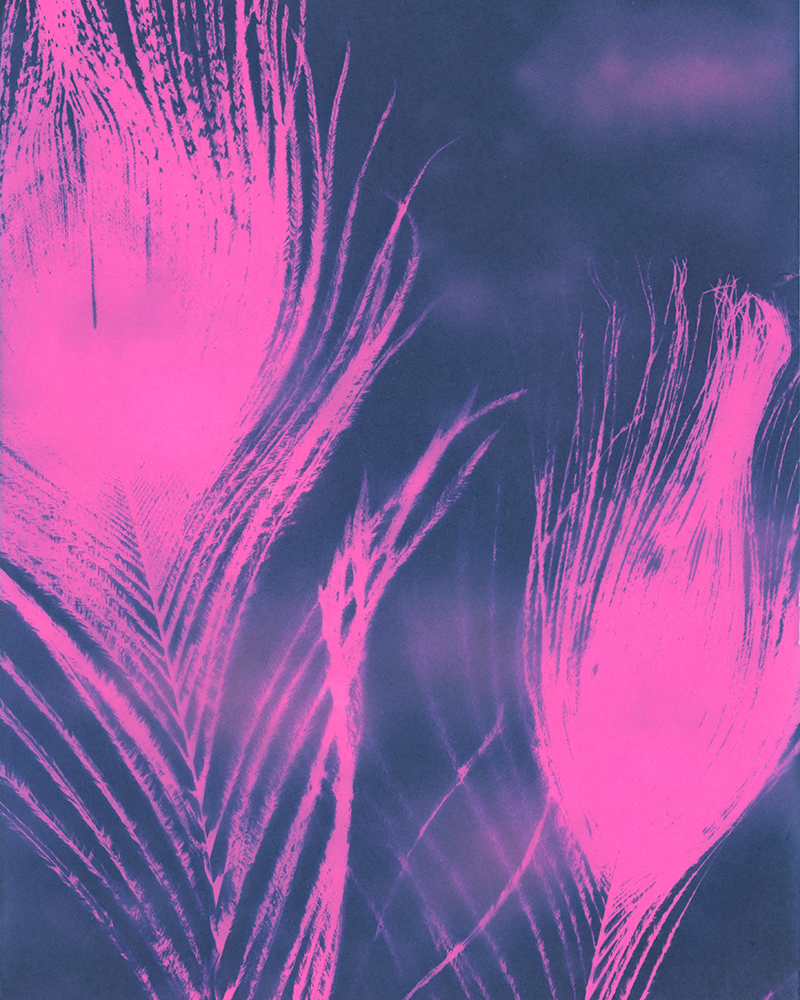 Cyanotype of pink peacock feathers