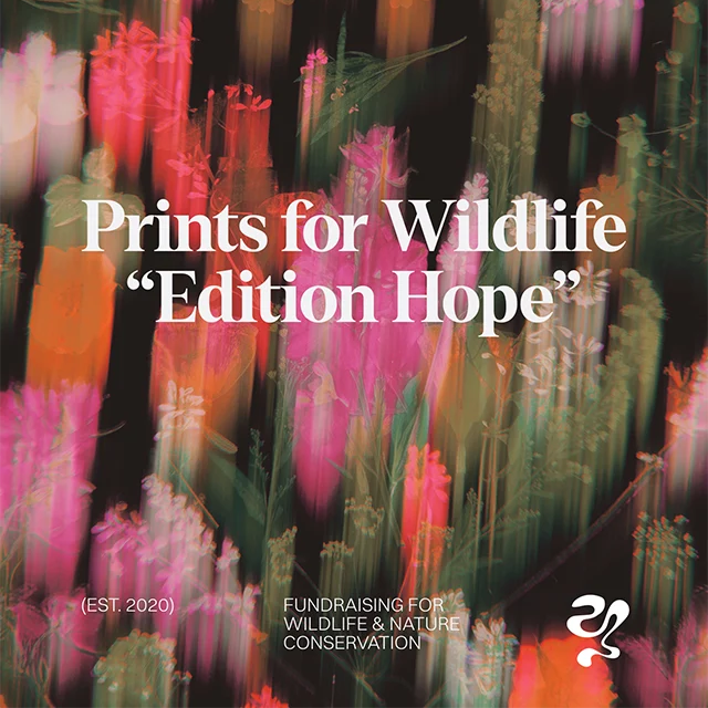 A 'Prints for Wildlife “Edition Hope” poster featuring Amber Lauder's Go With The Flora artwork