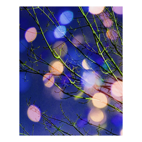 Tree branches with colorful bokeh lights against a dark blue sky