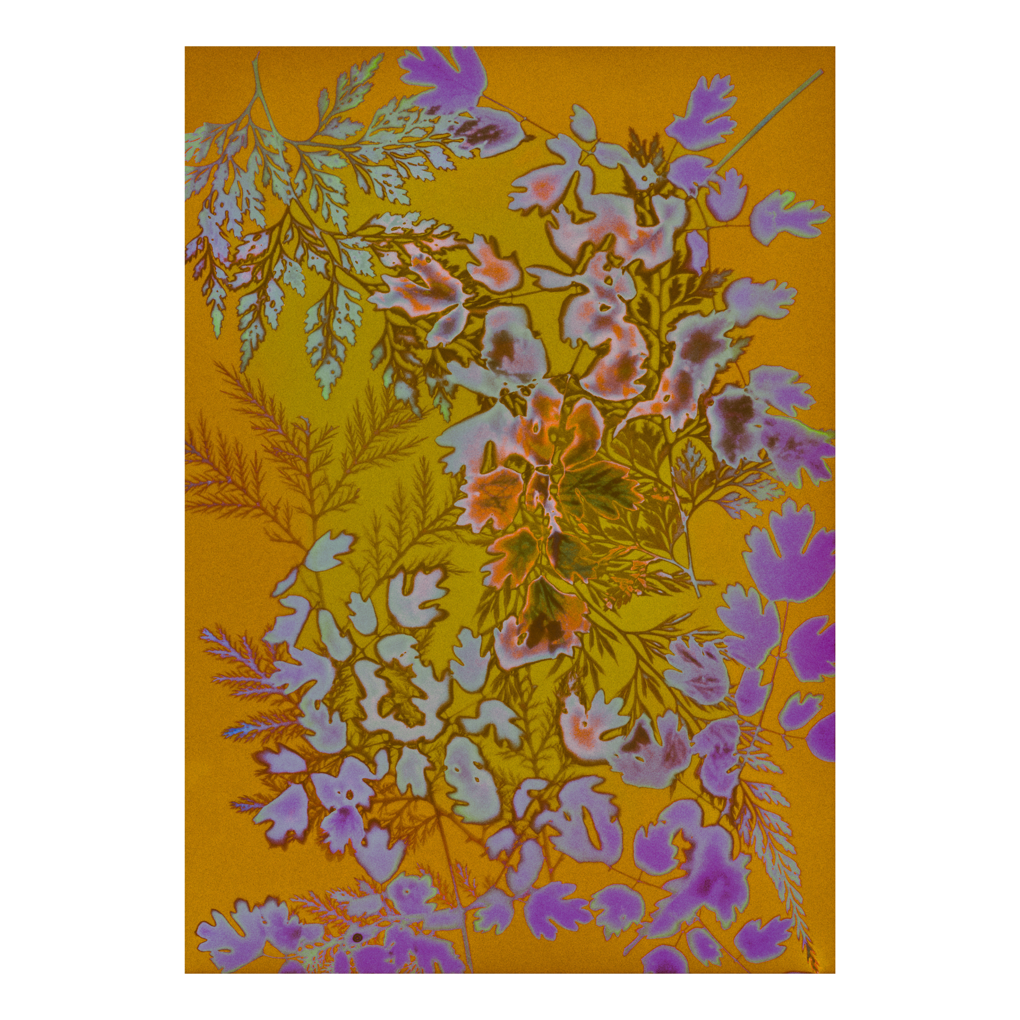 Floral pattern with teal, pink and purple flowers on a yellow background