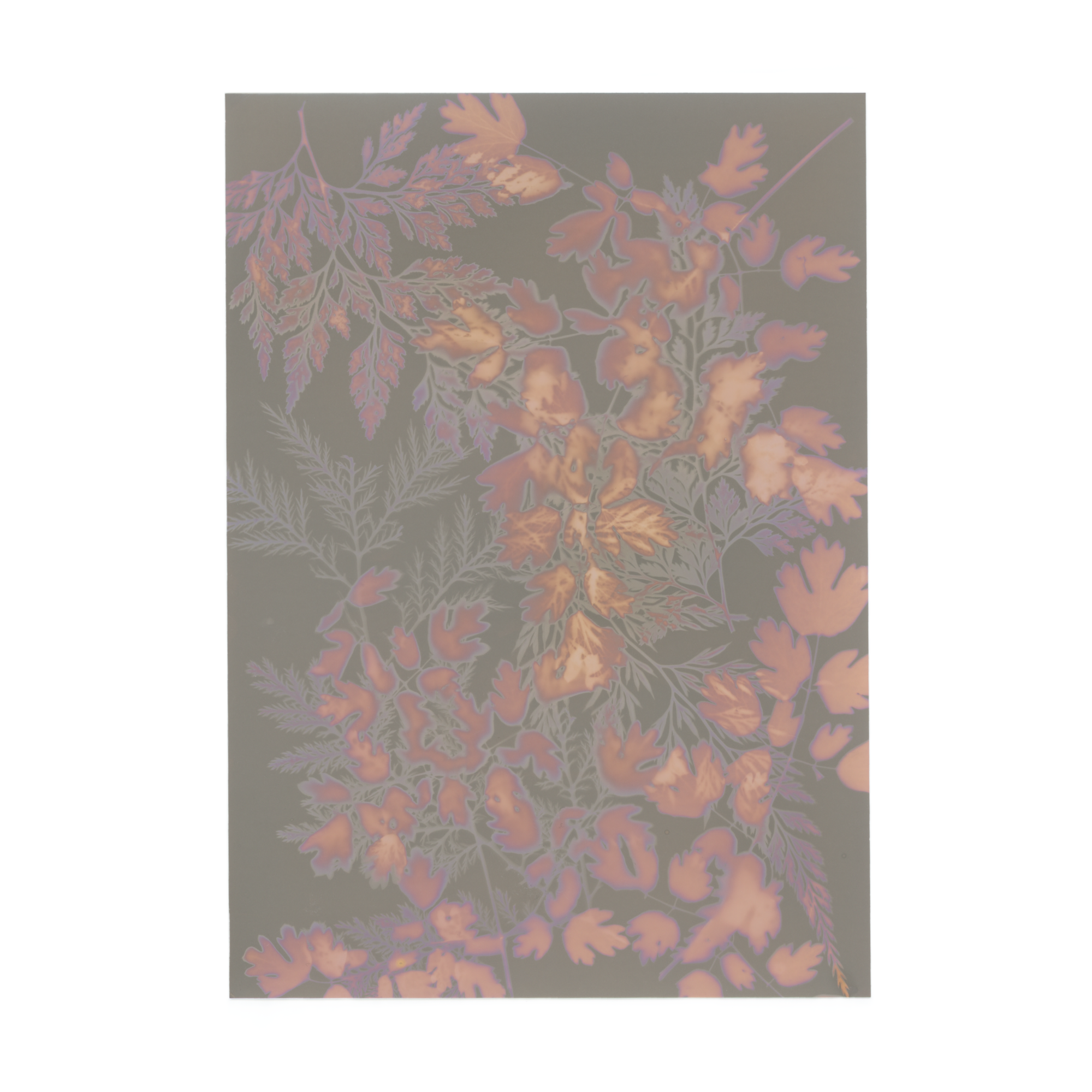 Everything To Everyone - Original Lumen Print