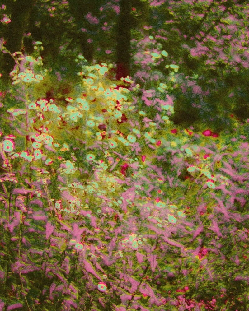 Abstract floral garden with pink, red and green hues