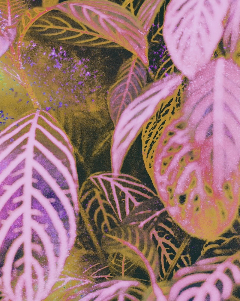Close-up of abstract, textured green and pink leaves