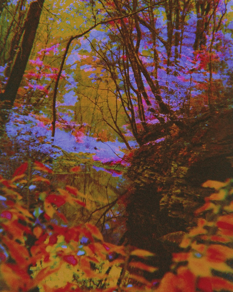 Colorful forest scene with trees and foliage