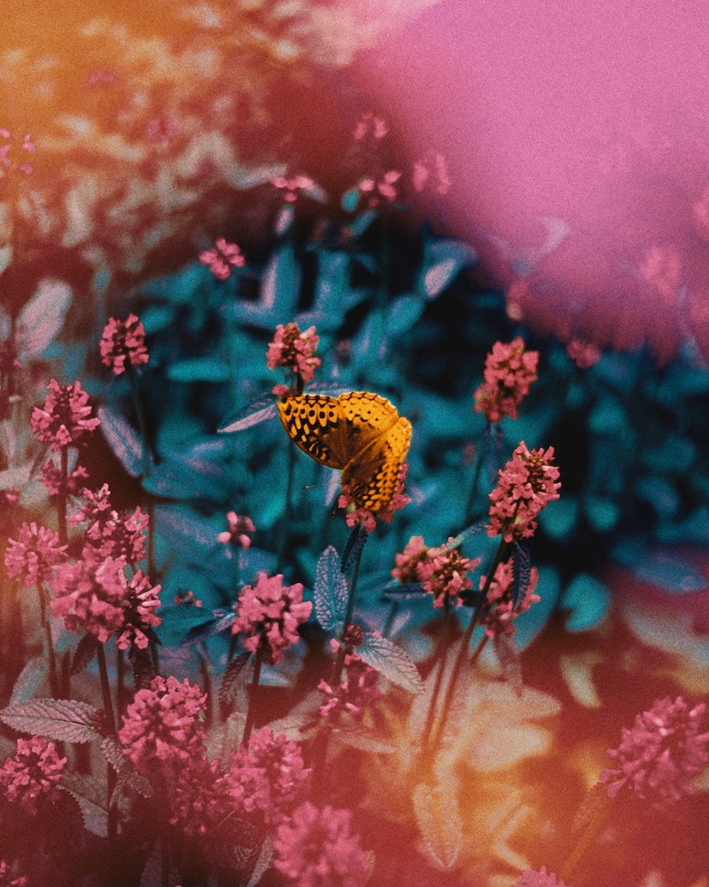 Butterfly on pink flowers with a colorful, blurred background