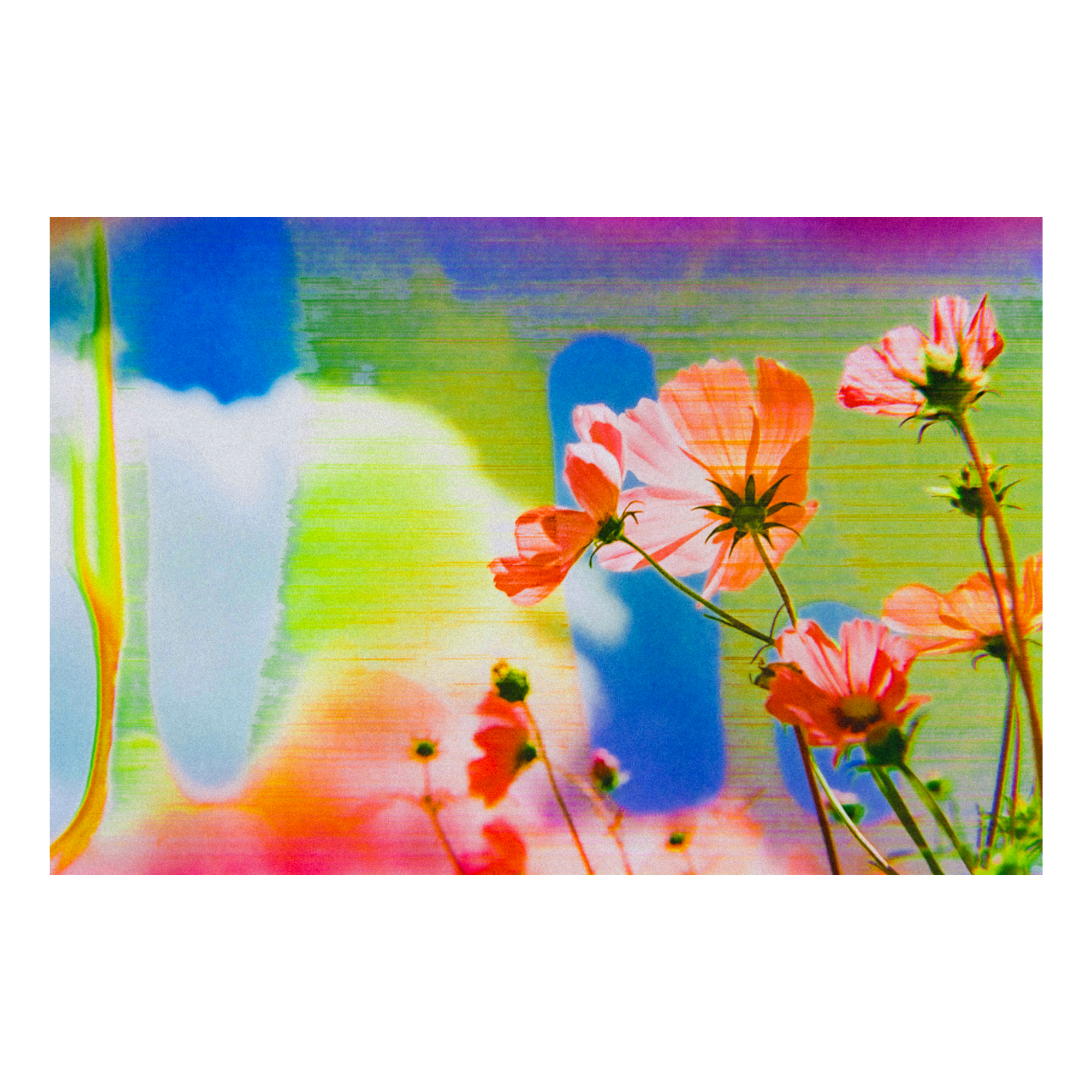 Flowers in the breeze against a blue sky with white clouds surrounded by rainbow elements