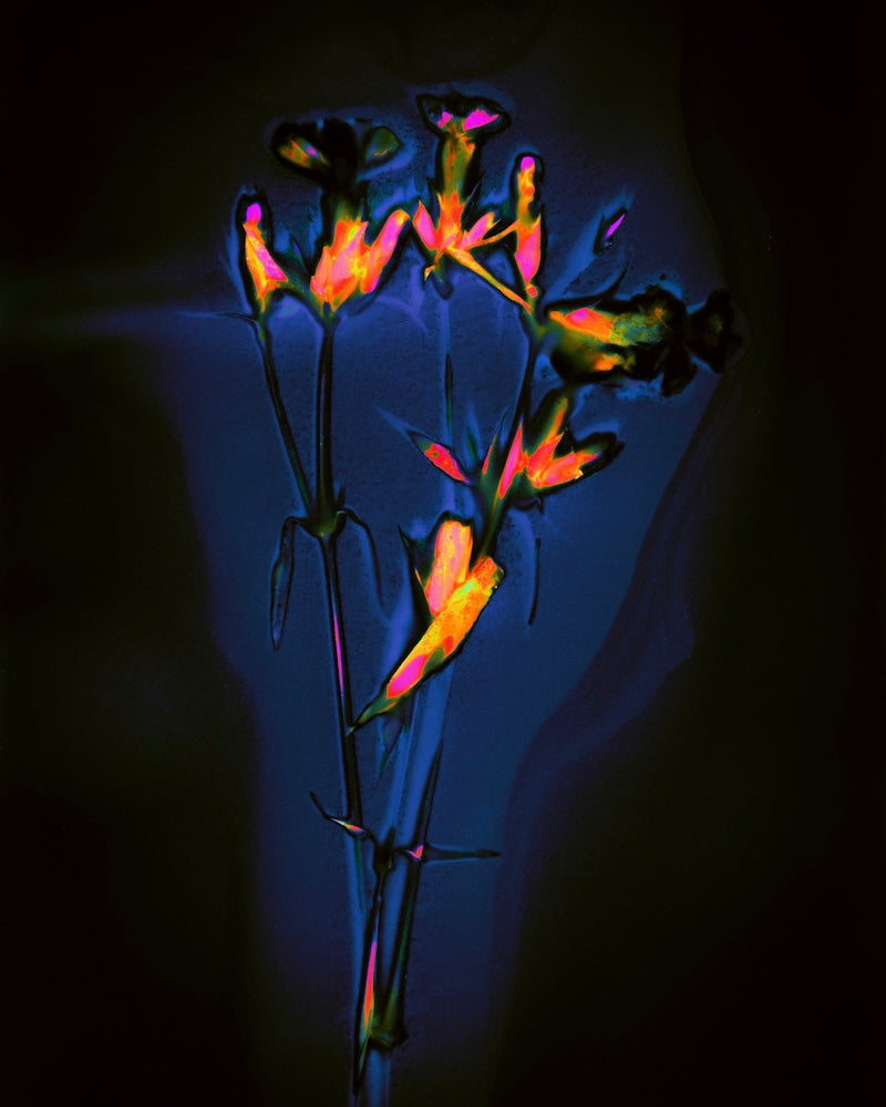 Fluorescent plant under black light with vibrant colors on a dark background
