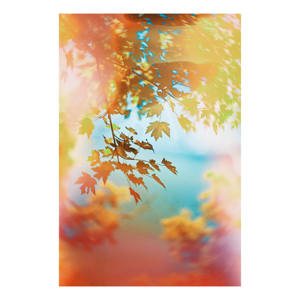 Colorful, abstract, swirly tree branches and leaves in gold tones
