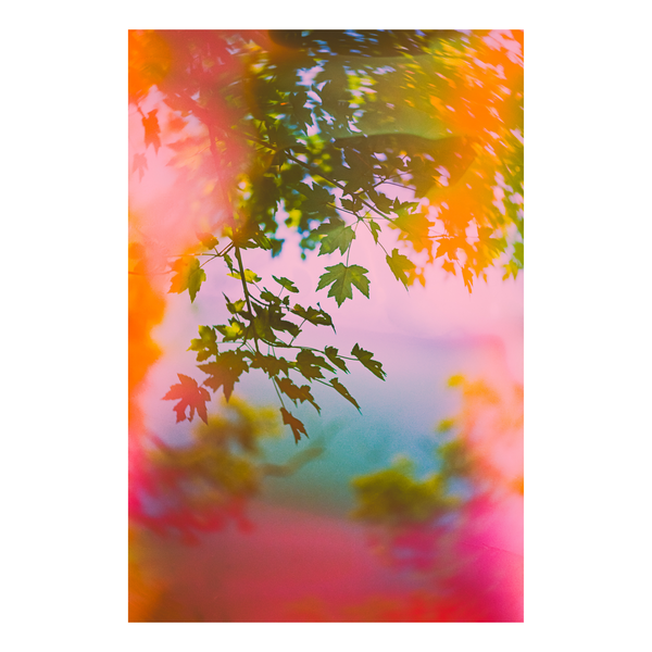 Colorful, abstract, swirly tree branches and leaves in rainbow tones