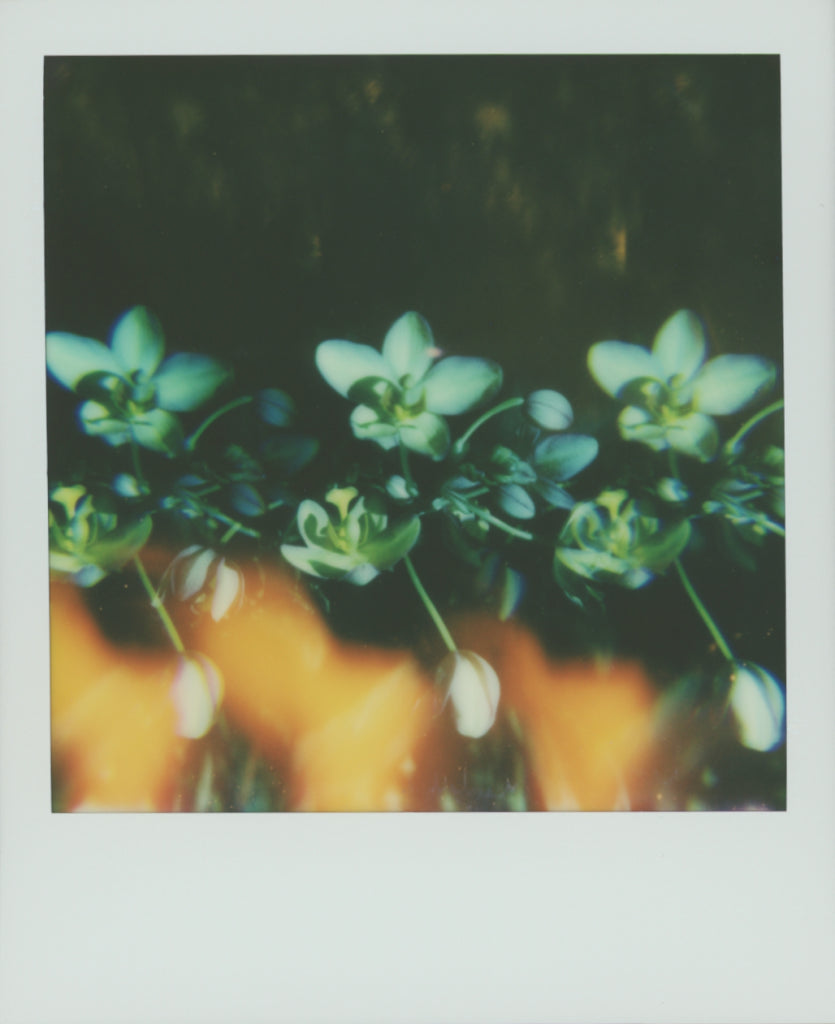 Polaroid of a trio of abstract, light leaked green flowers with a blurred background