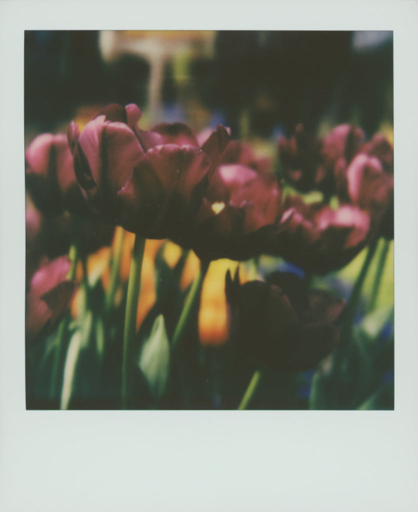Close-up of magenta-pink flowers with a blurred background