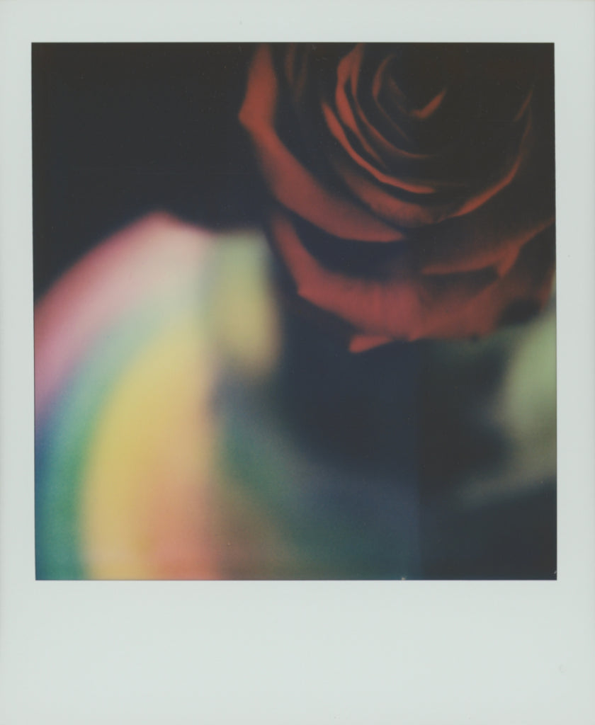 Close-up of a rose and rainbow effect with a blurred background