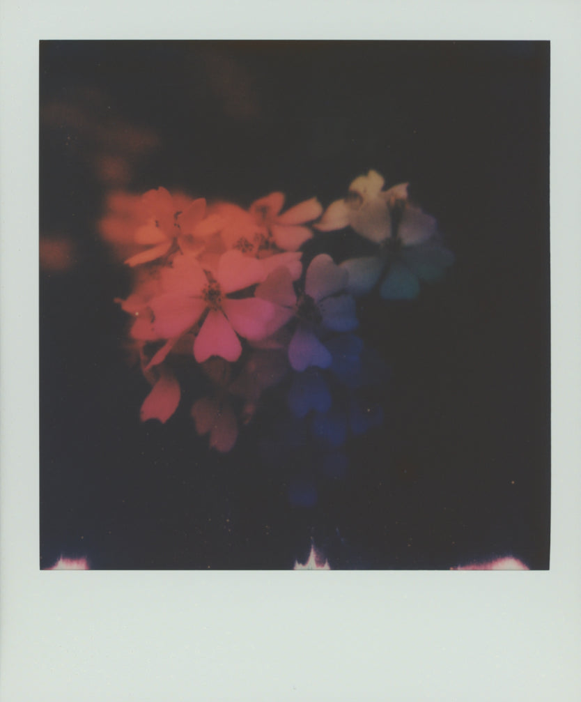 Floral arrangement with a gradient of colors on a dark background