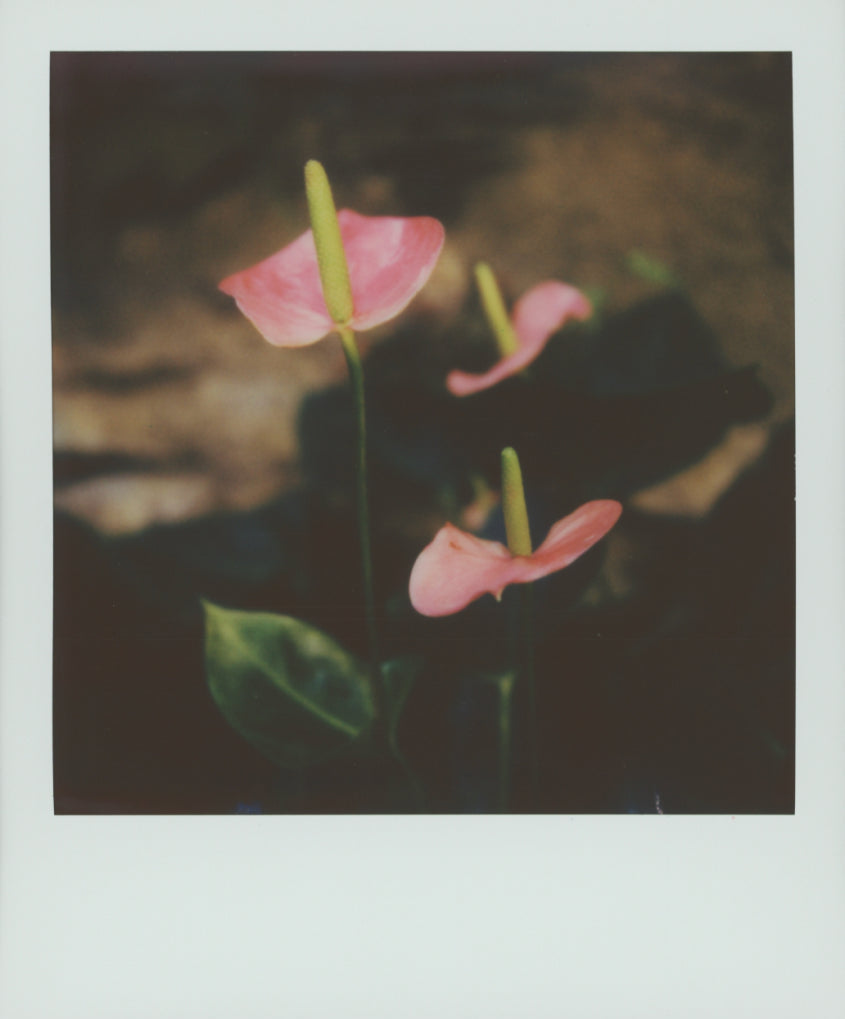 Pink flowers with green stems against a dark background