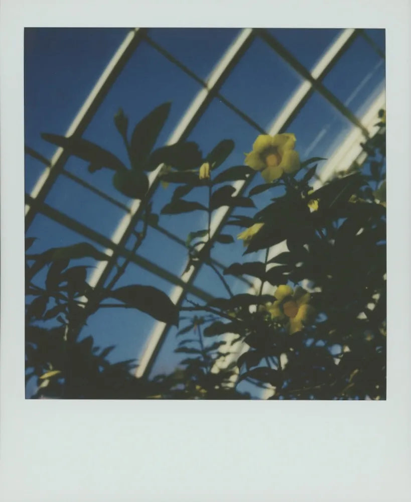 Flowers and leaves with a geometric metal structure in the background