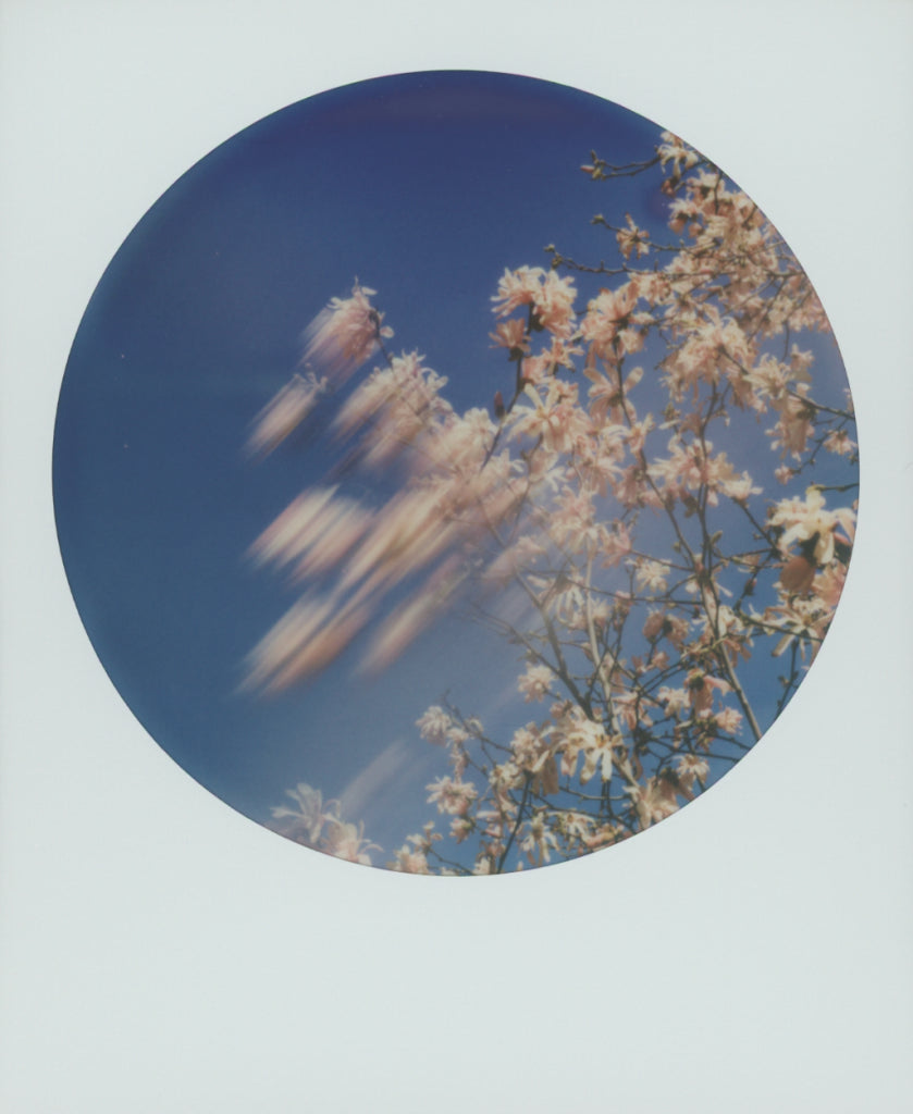 Circular inset of cherry blossoms against a blue sky