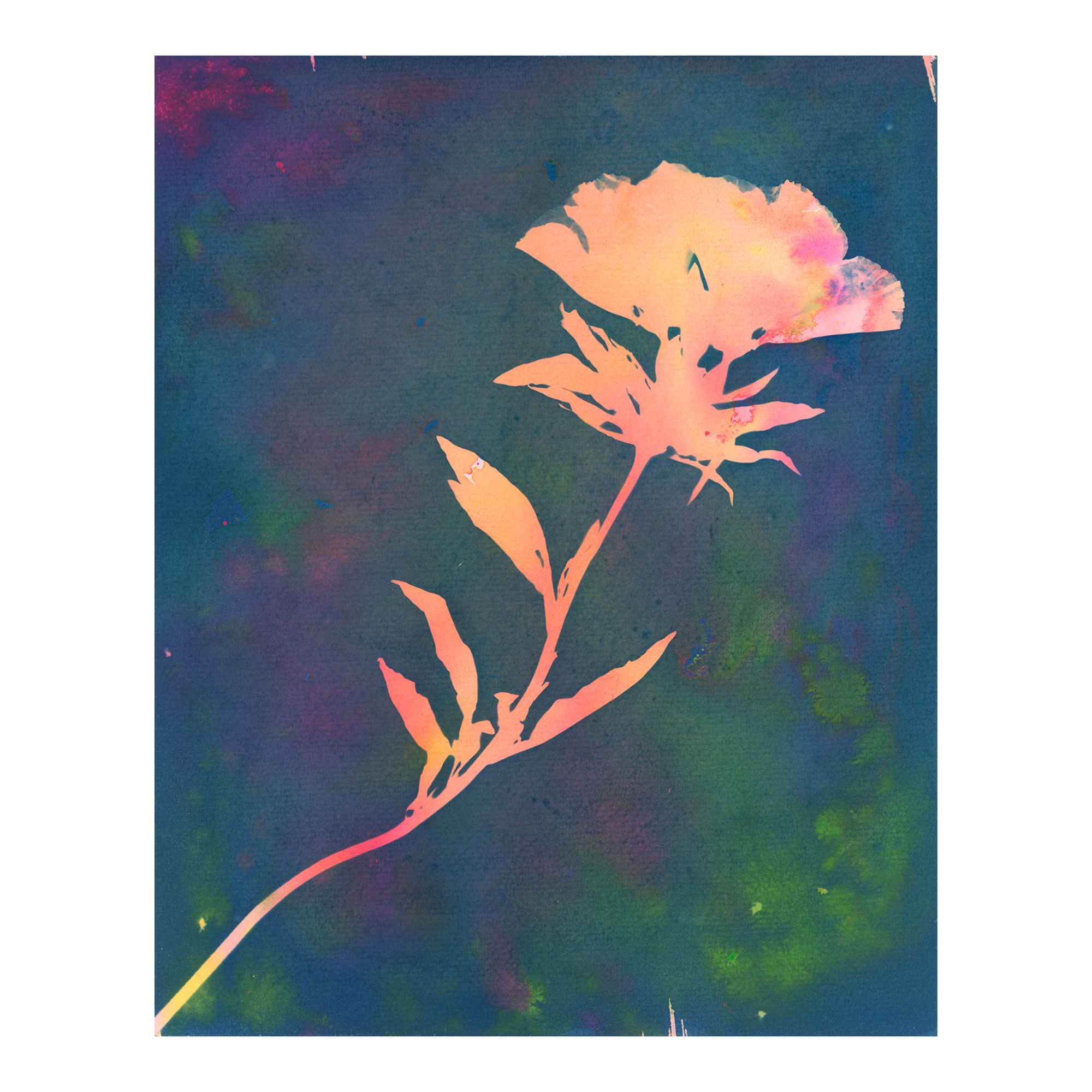 Handpainted multicolor cyanotype of a diagonally placed large flower