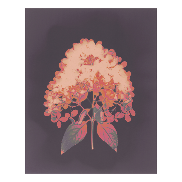 A lumen print of a flower with pink, orange and green  hues on a dark mauve background.