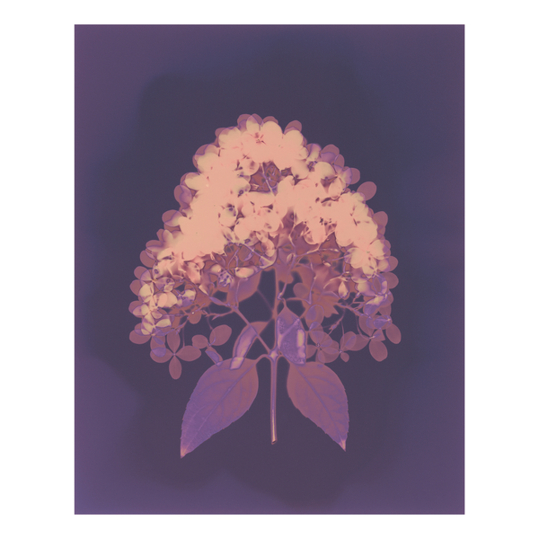 A lumen print of a flower with purple  hues on a deep purple background.