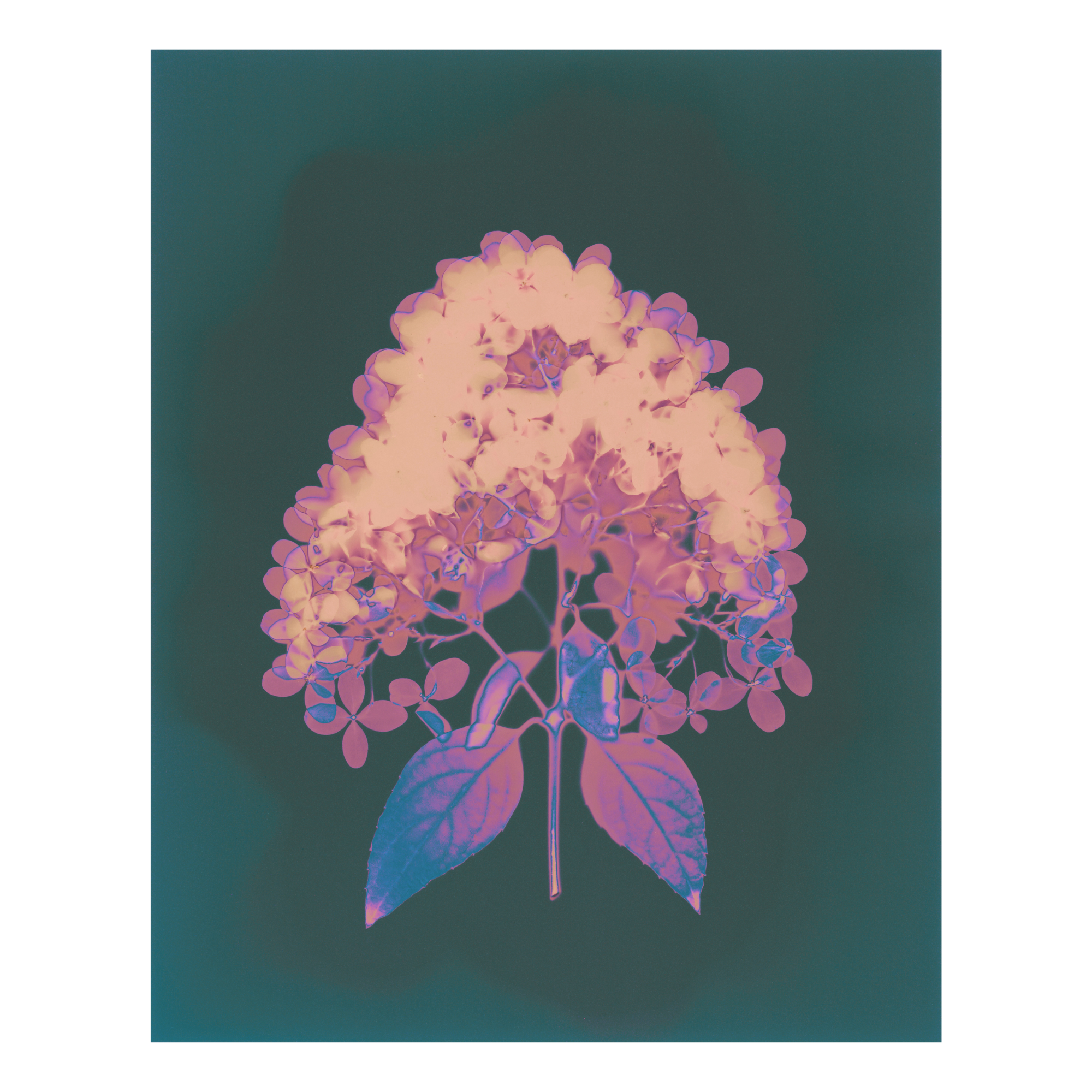 A lumen print of a flower with purple  hues on a dark green background.