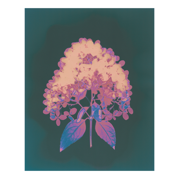 A lumen print of a flower with purple  hues on a dark green background.