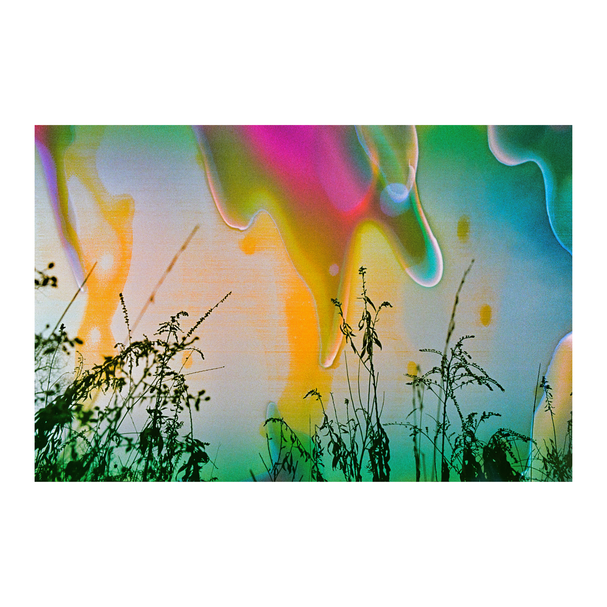 Colorful abstract background with silhouettes of plants